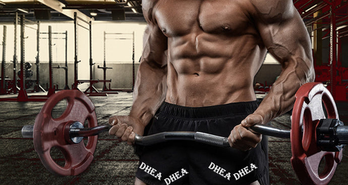 DHEA enhances effects of weight training on muscle mass and strength in elderly women and men
